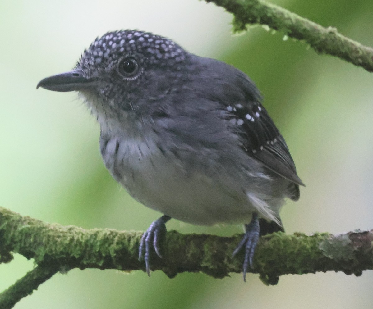 Spot-crowned Antvireo - ML645547410