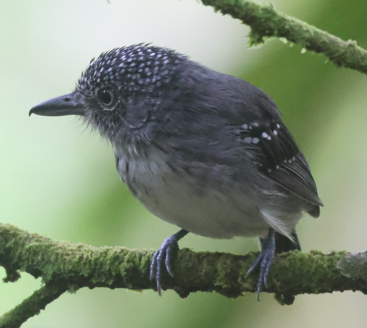 Spot-crowned Antvireo - ML645547411