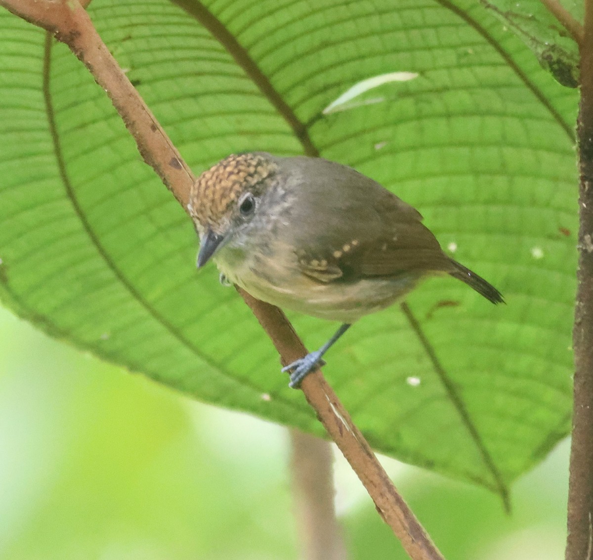 Spot-crowned Antvireo - ML645547413