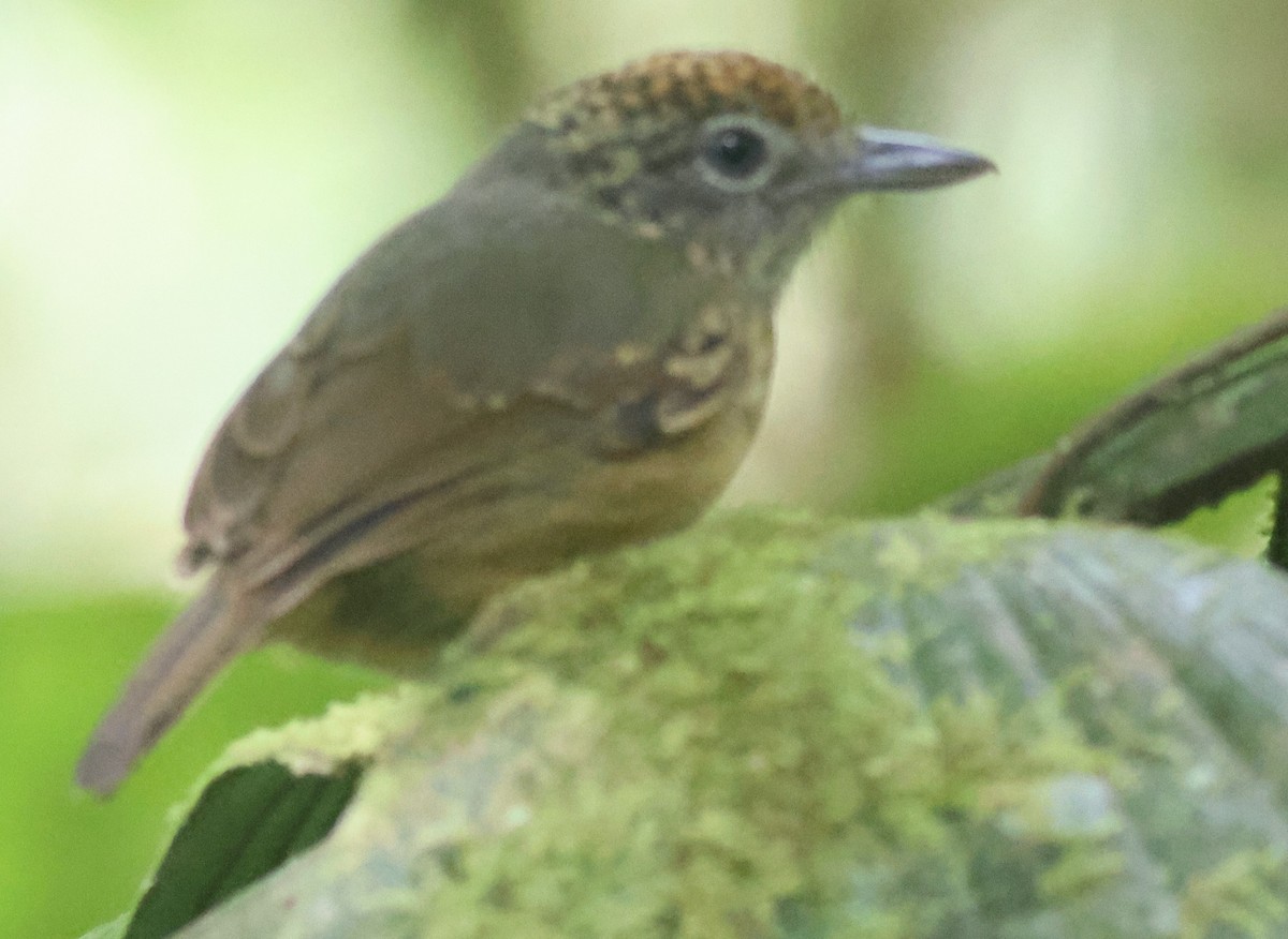 Spot-crowned Antvireo - ML645547414