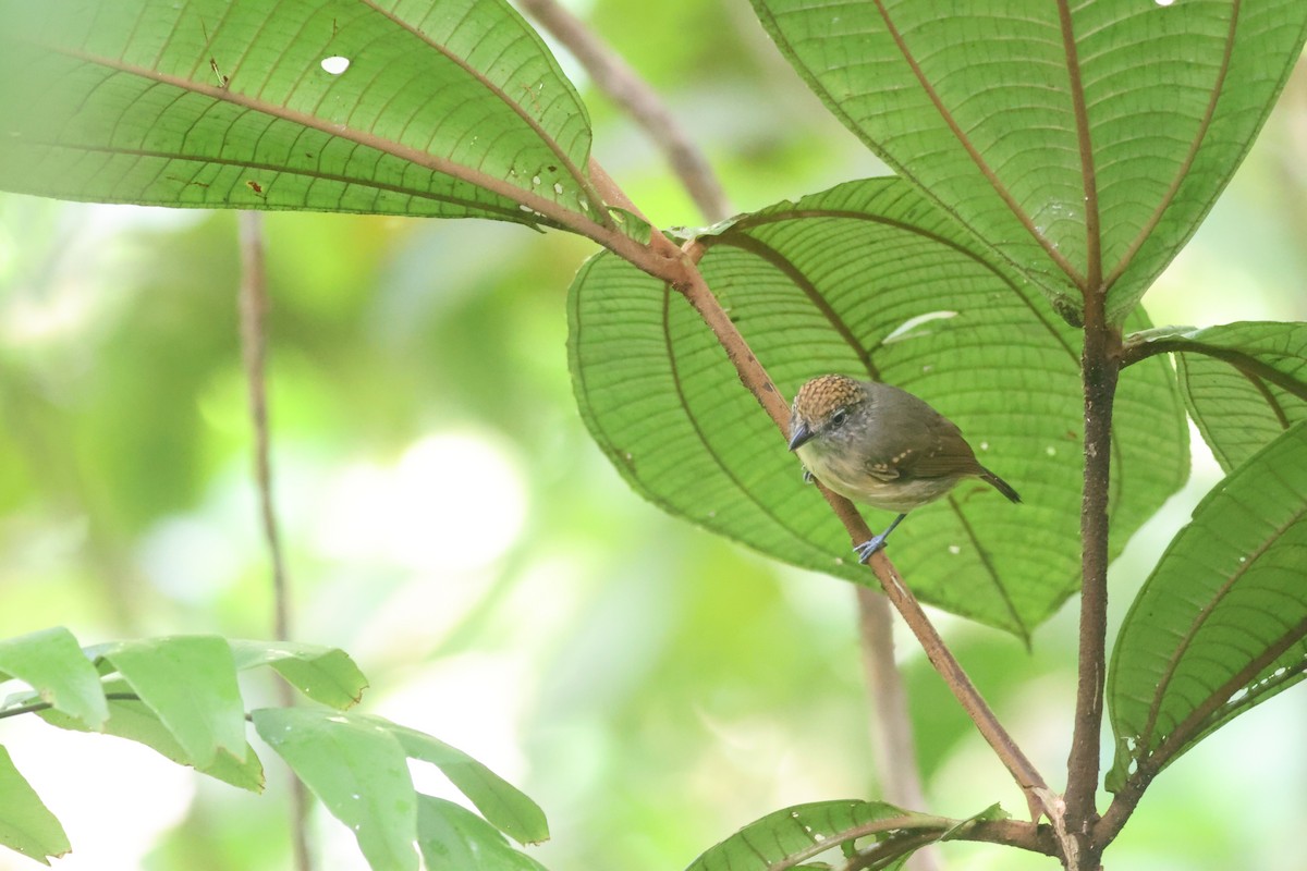 Spot-crowned Antvireo - ML645547415