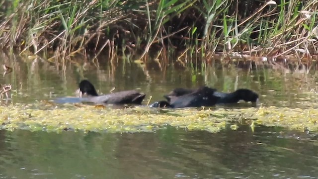 Лиска африканська - ML645547422