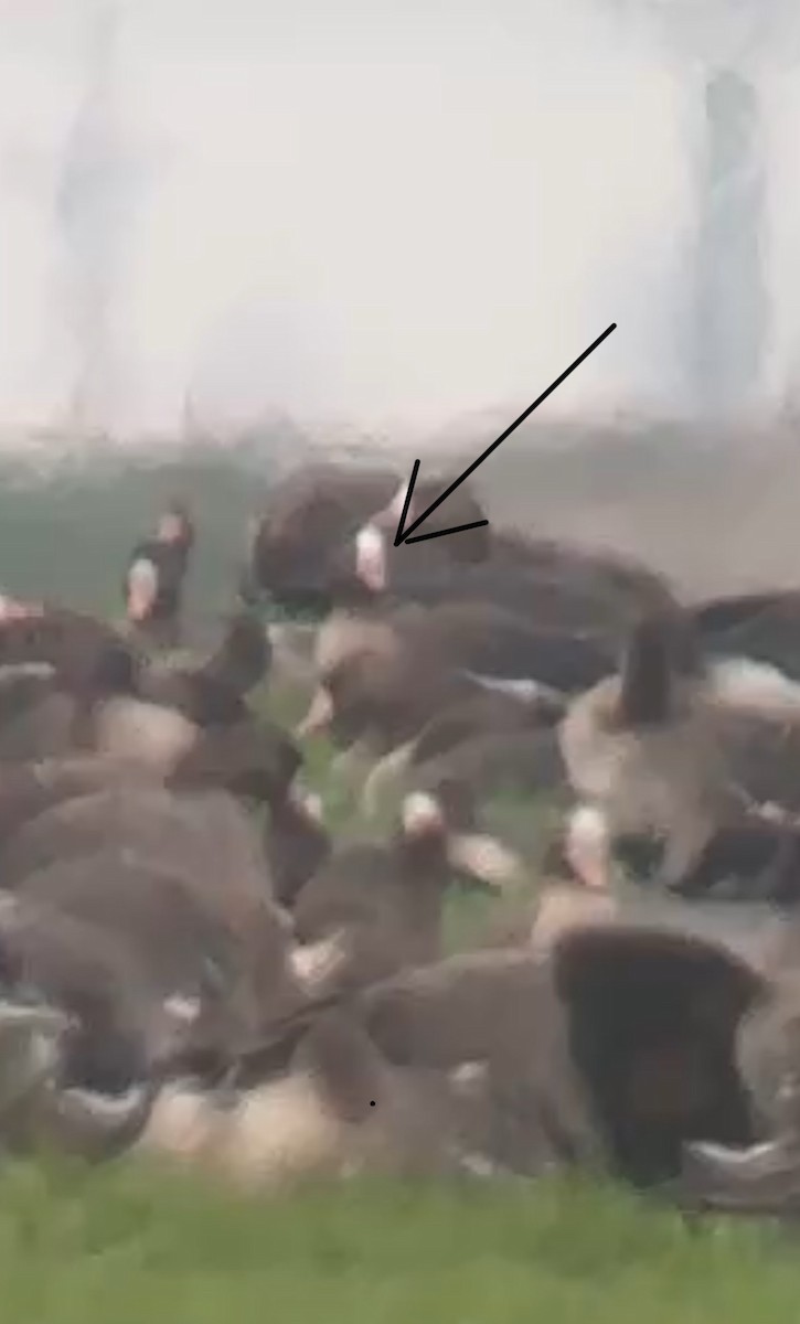 Пискулька - ML645547431