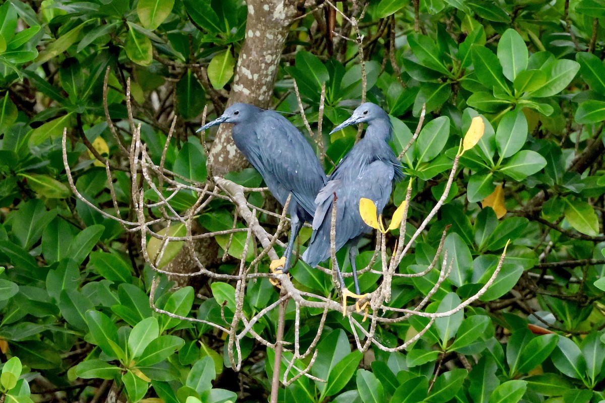 Black Heron - ML645547432