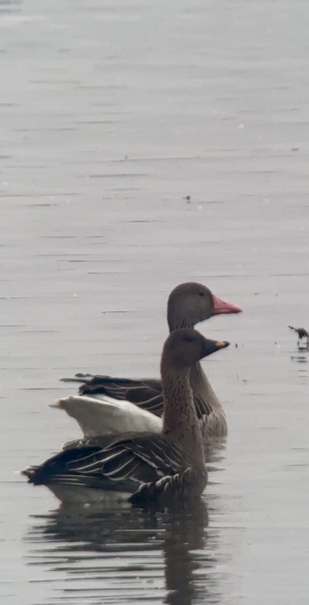 Tundra Bean-Goose - ML645547433