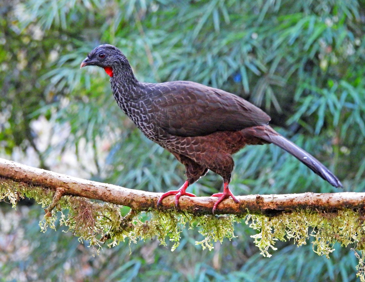 Пенелопа андська - ML645547435