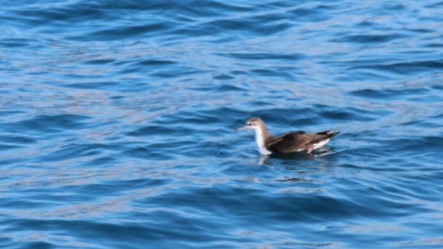 Буревісник каріамуріанський - ML645547476