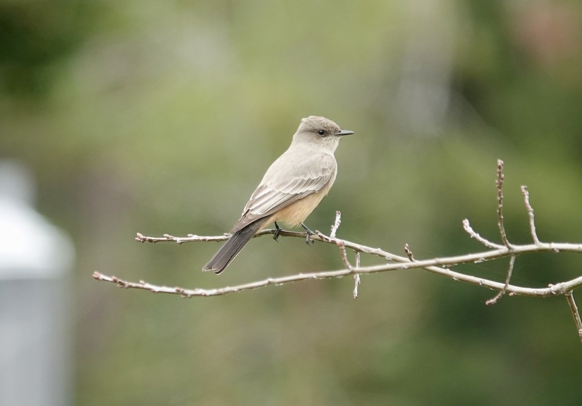 Say's Phoebe - ML645547480