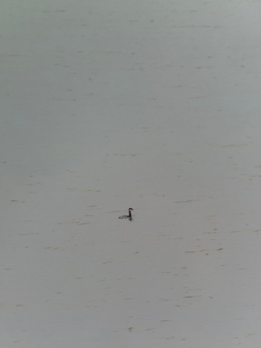 Horned Grebe - ML645547481