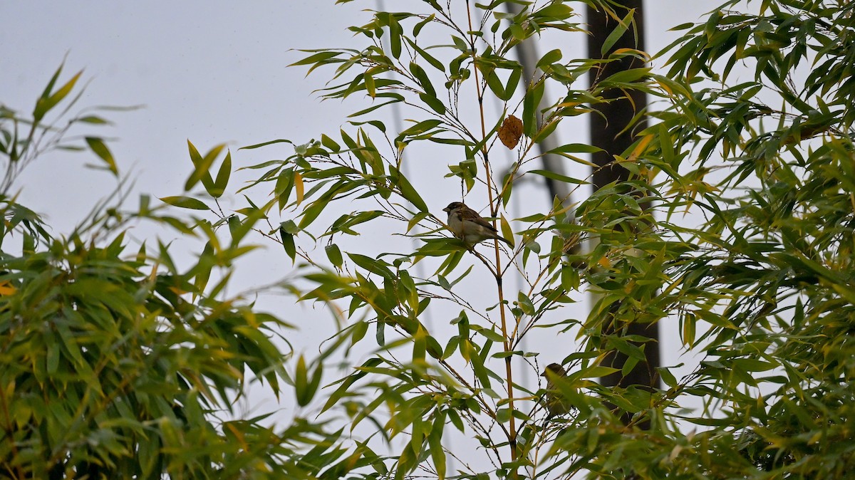 Italian Sparrow - ML645547485