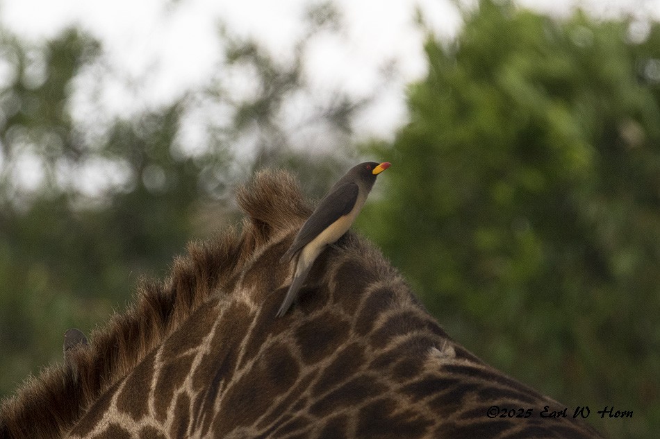 Yellow-billed Oxpecker - ML645547496