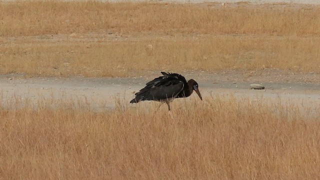 Лелека африканський - ML645547504