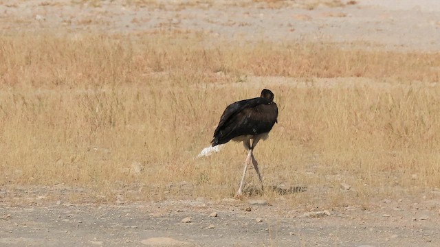 Лелека африканський - ML645547505