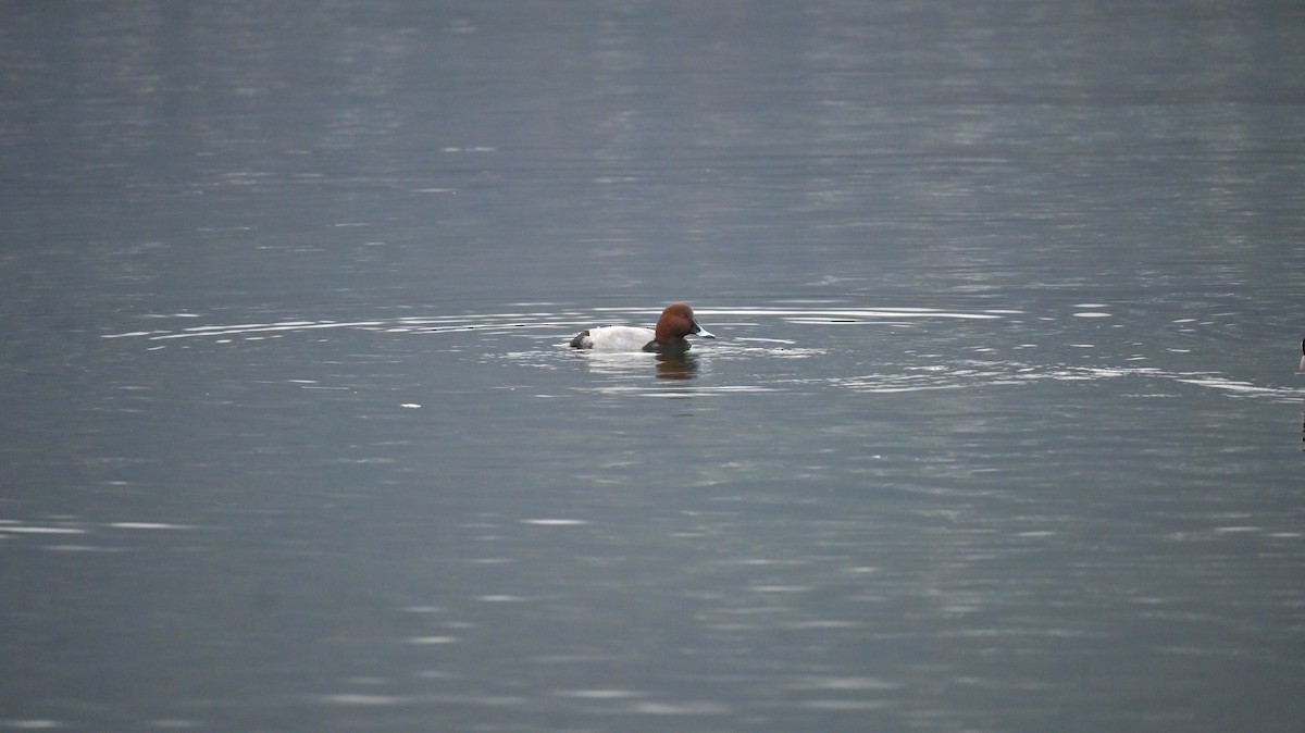 taffeland - ML645547509