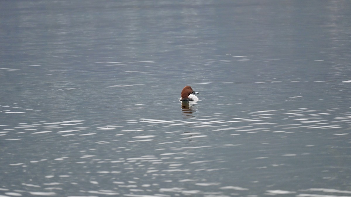 taffeland - ML645547510