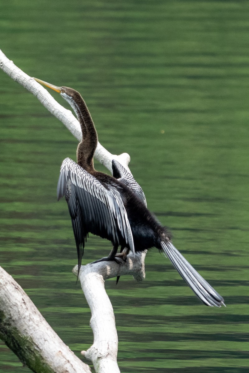 Oriental Darter - ML645547525