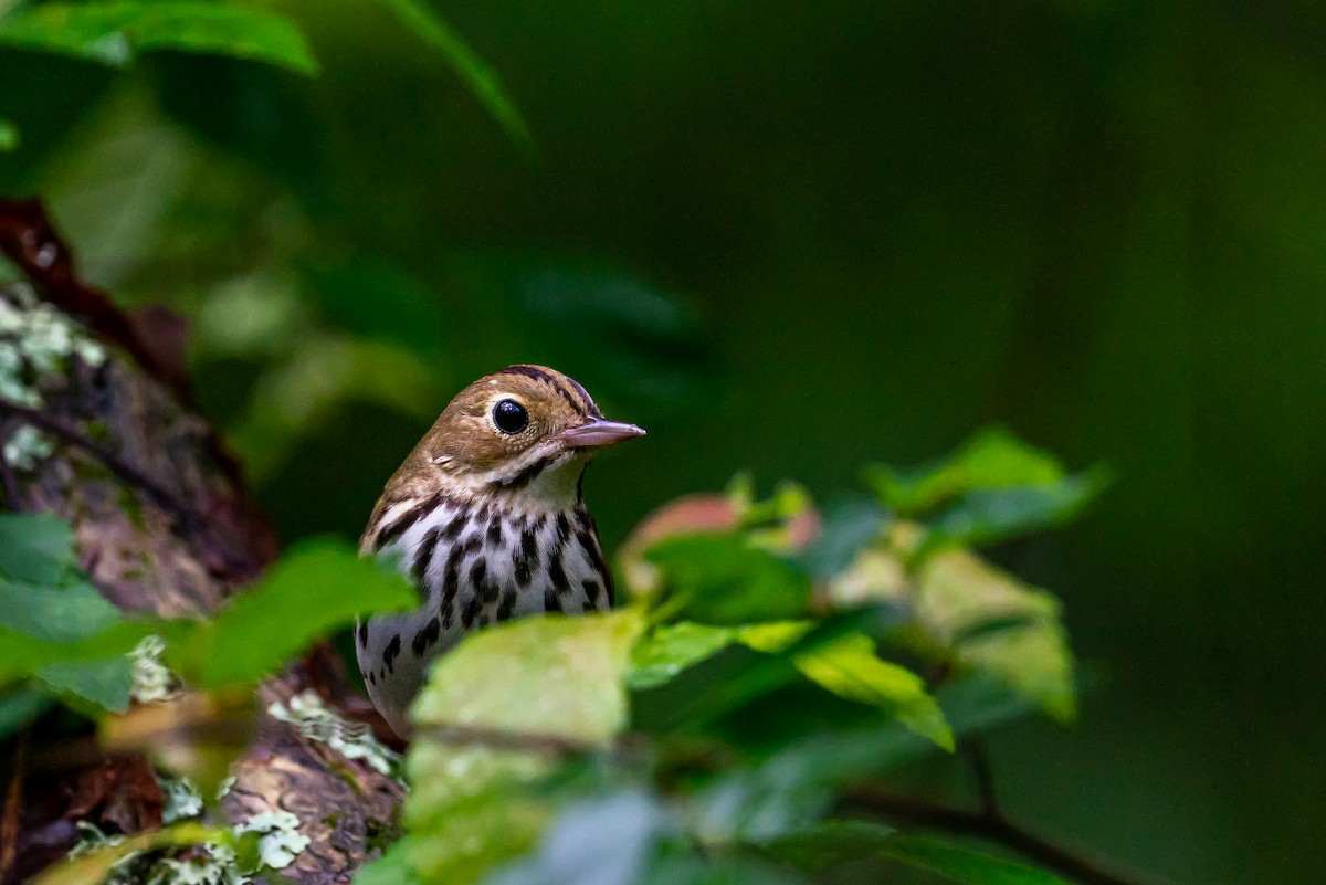 lesňáček zlatohlavý - ML645547532