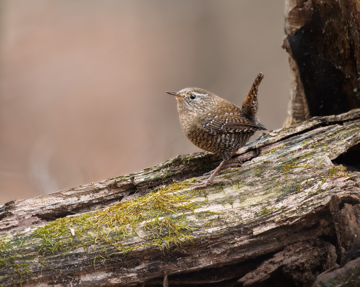 střízlík kanadský - ML645547537