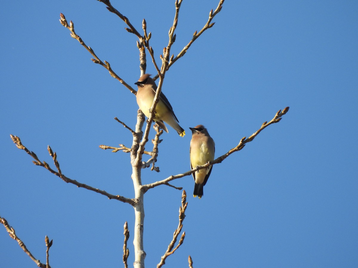 brkoslav americký - ML645547538