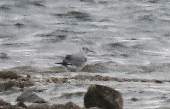 Bonaparte's Gull - ML645547560