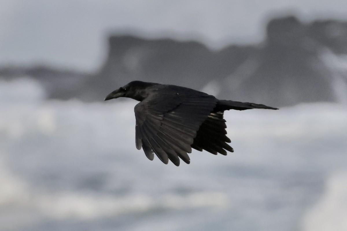 Common Raven - ML645547590