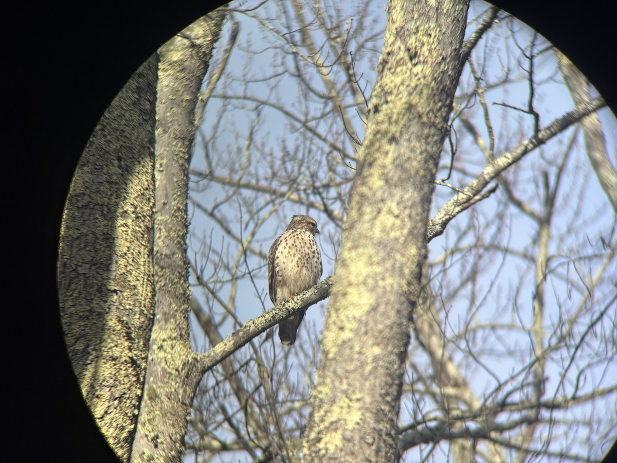 Busardo Pechirrojo - ML645547593