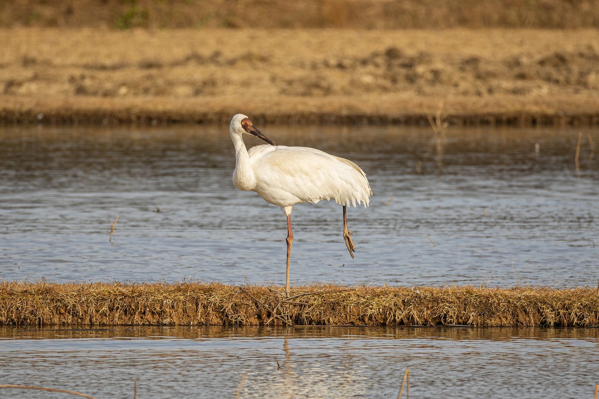 ソデグロヅル - ML645547622