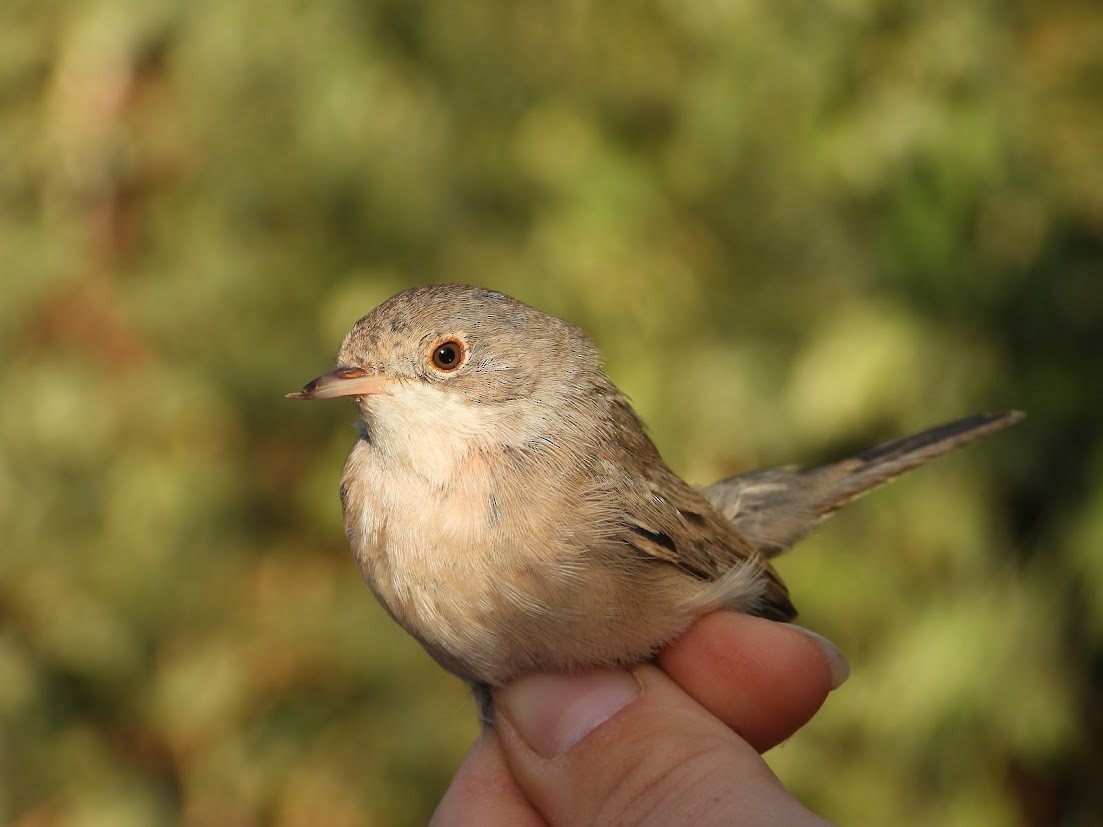 Menetries's Warbler - ML645547624