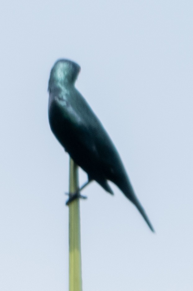 Asian Glossy Starling - ML645547625