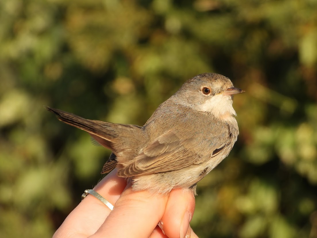 Menetries's Warbler - ML645547627