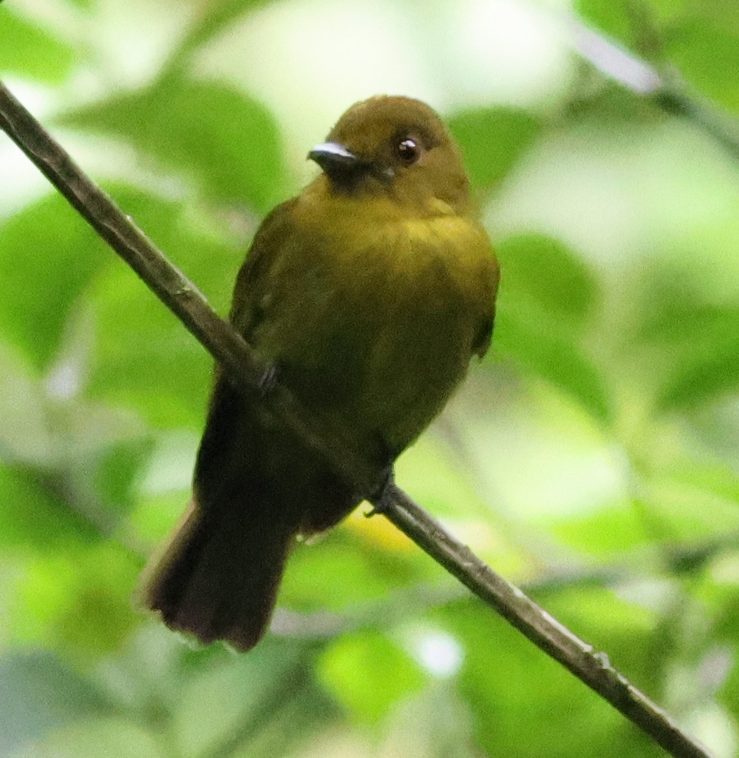 Сапайя - ML645547629