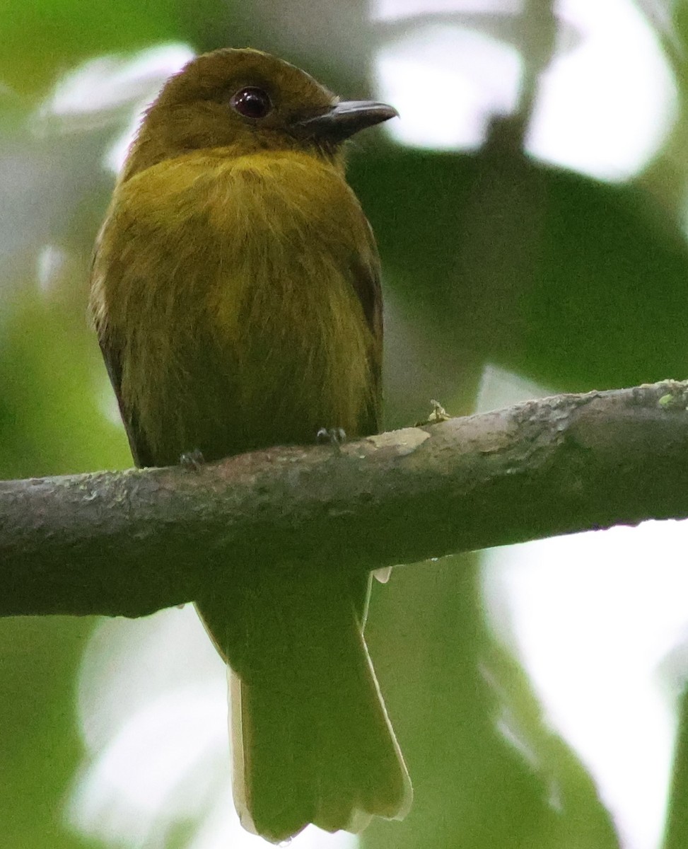 Сапайя - ML645547630