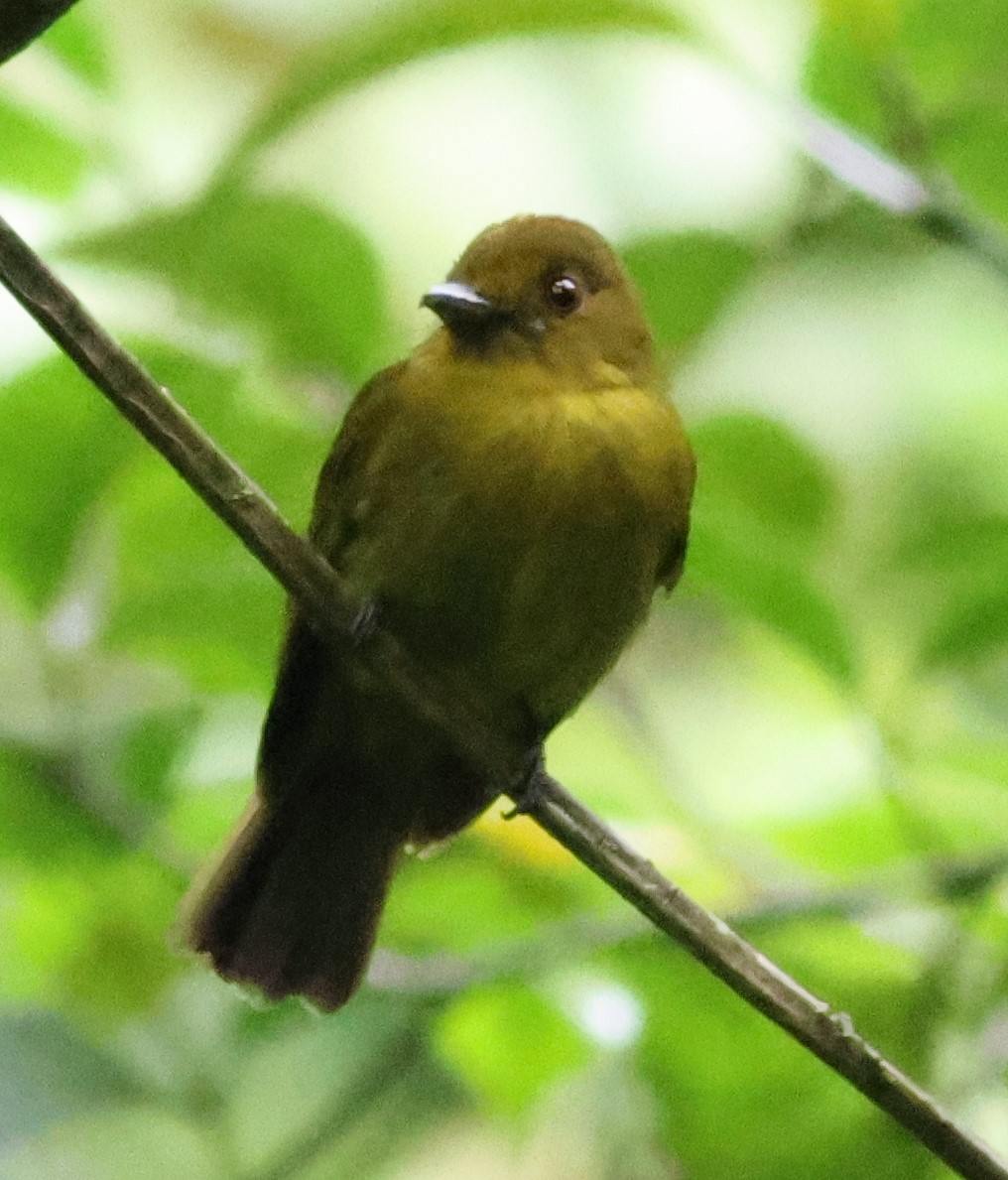 Сапайя - ML645547632