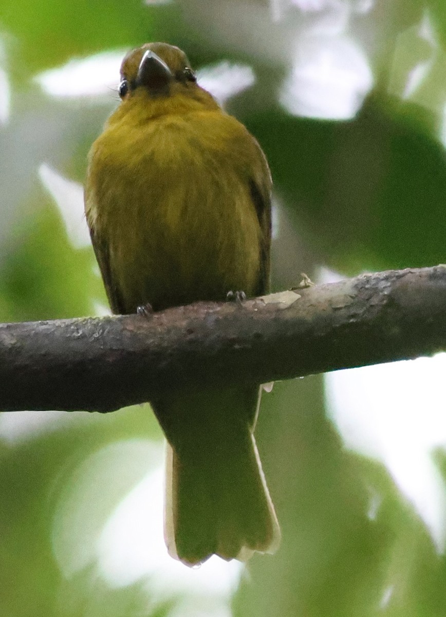 Сапайя - ML645547633