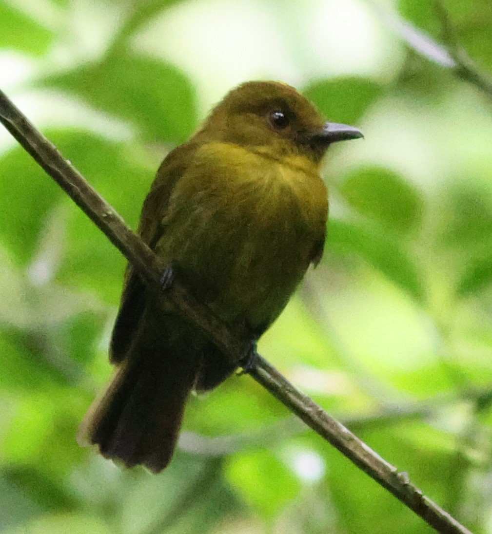 Сапайя - ML645547634