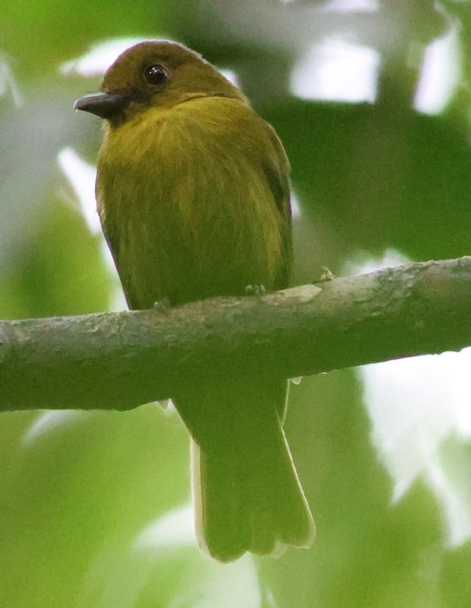 Сапайя - ML645547635