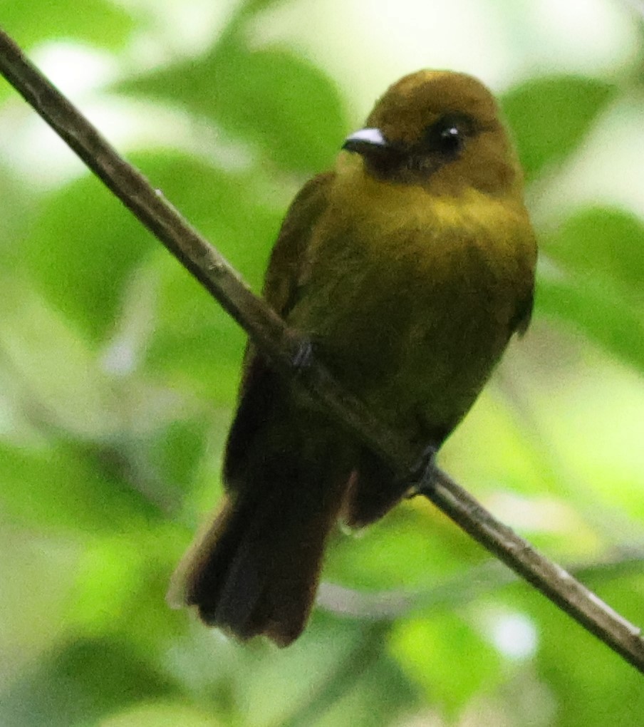 Сапайя - ML645547637