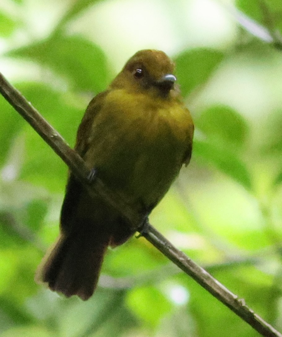 Сапайя - ML645547638