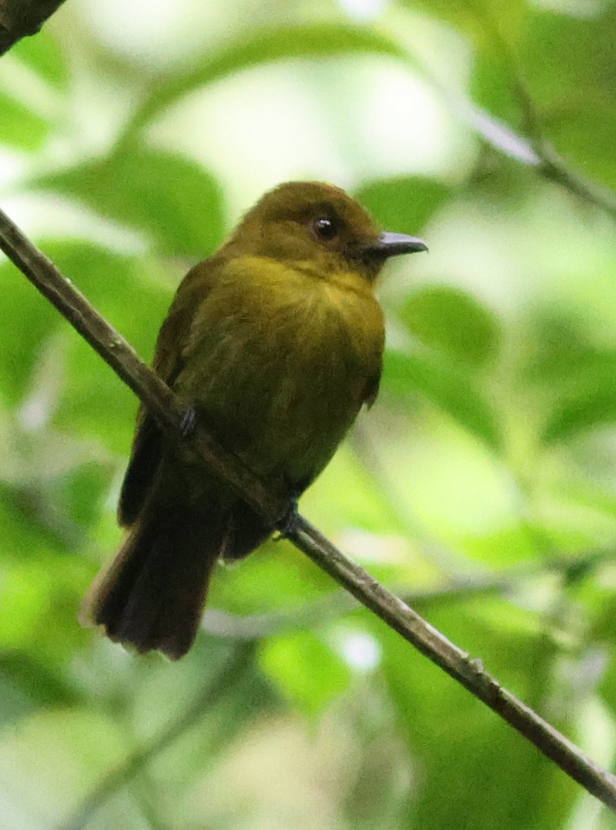 Сапайя - ML645547639