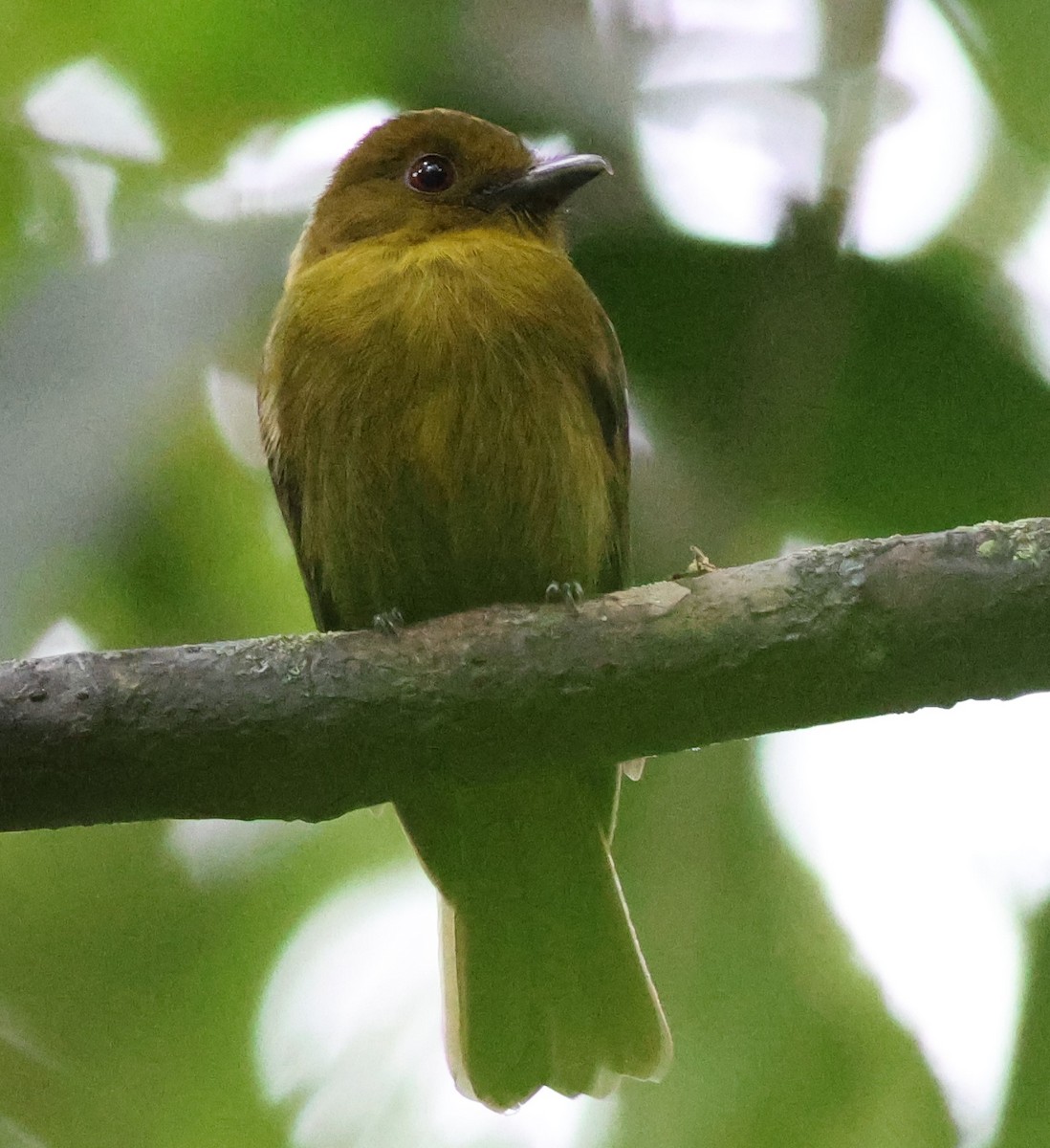 Сапайя - ML645547640