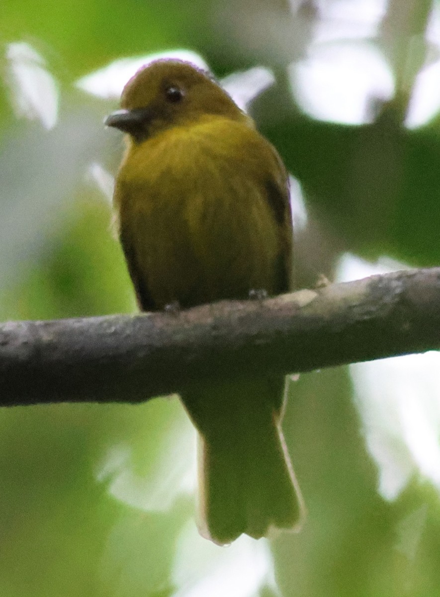 Сапайя - ML645547641