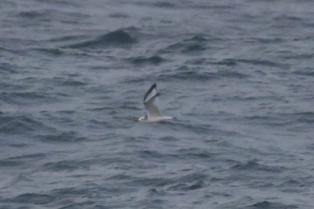 krykkje - ML645547646