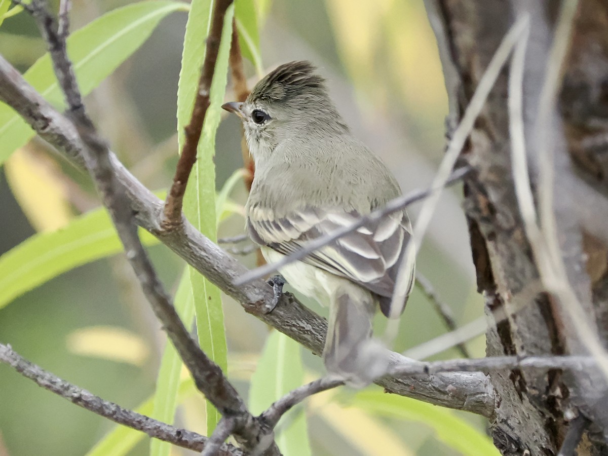 Northern Beardless-Tyrannulet - ML645547649