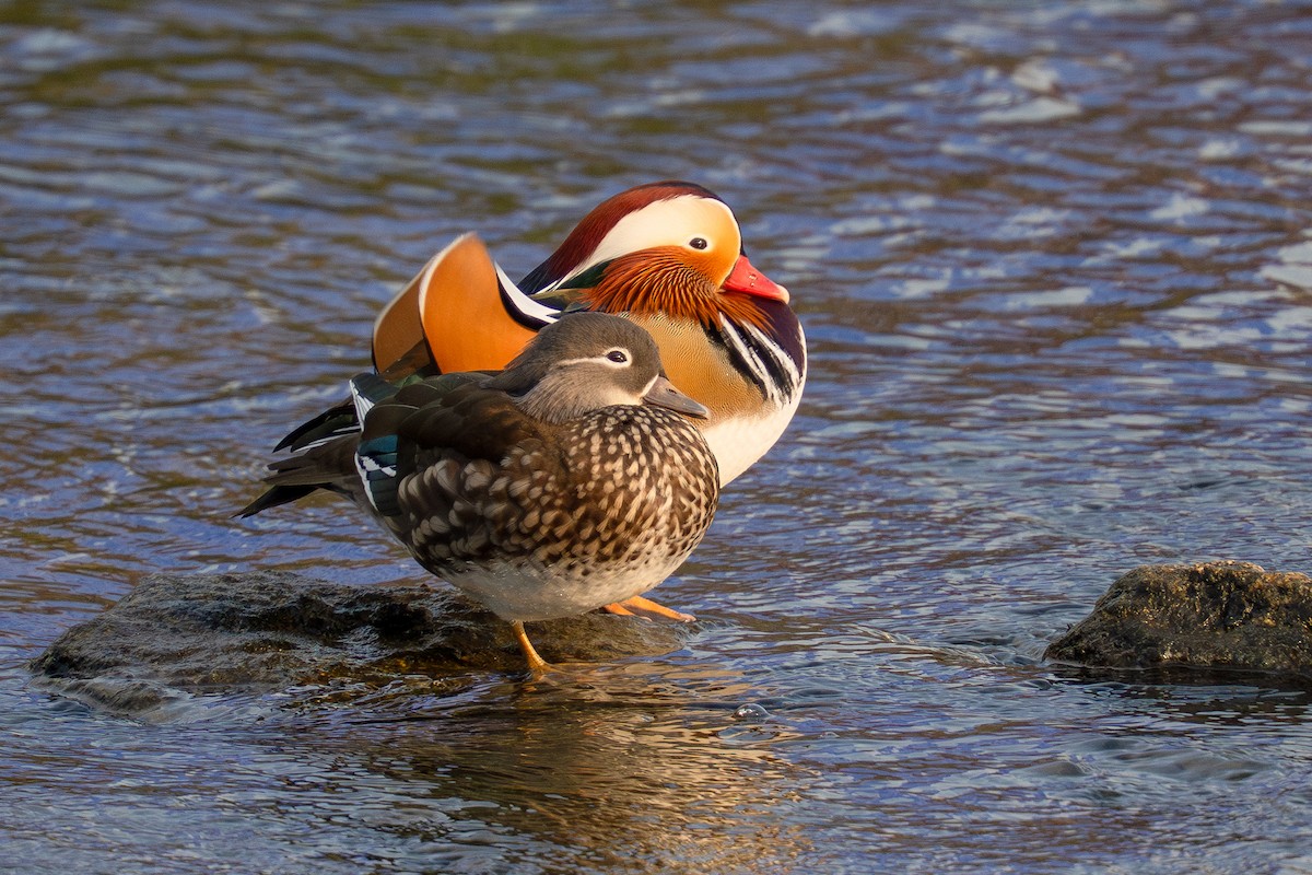 Mandarin Duck - ML645547653