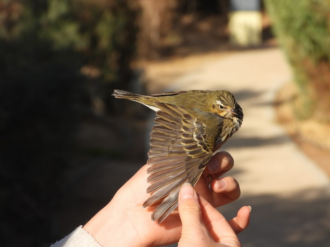 Olive-backed Pipit - ML645547656