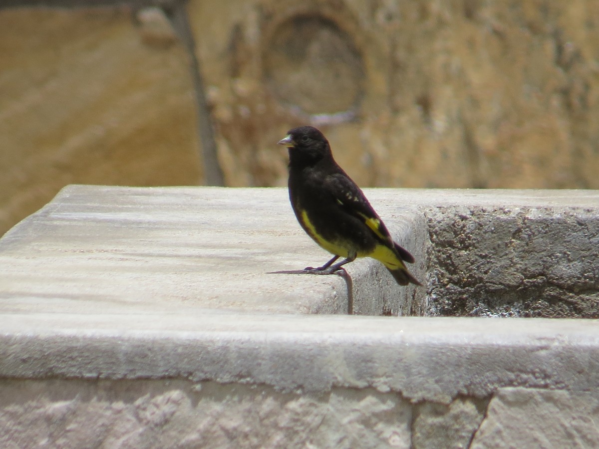 Black Siskin - ML645547658