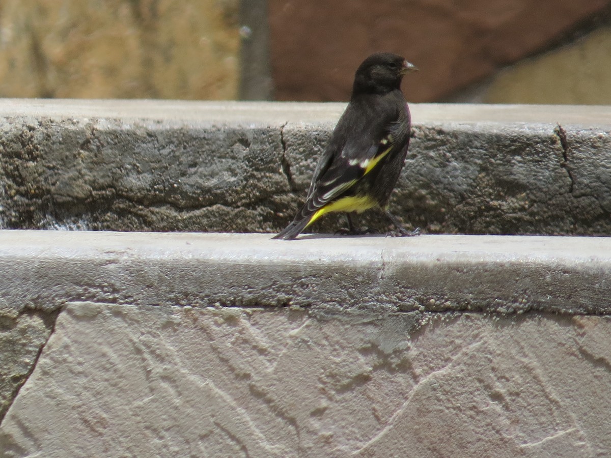 Black Siskin - ML645547659