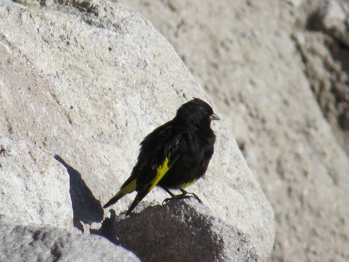 Black Siskin - ML645547660