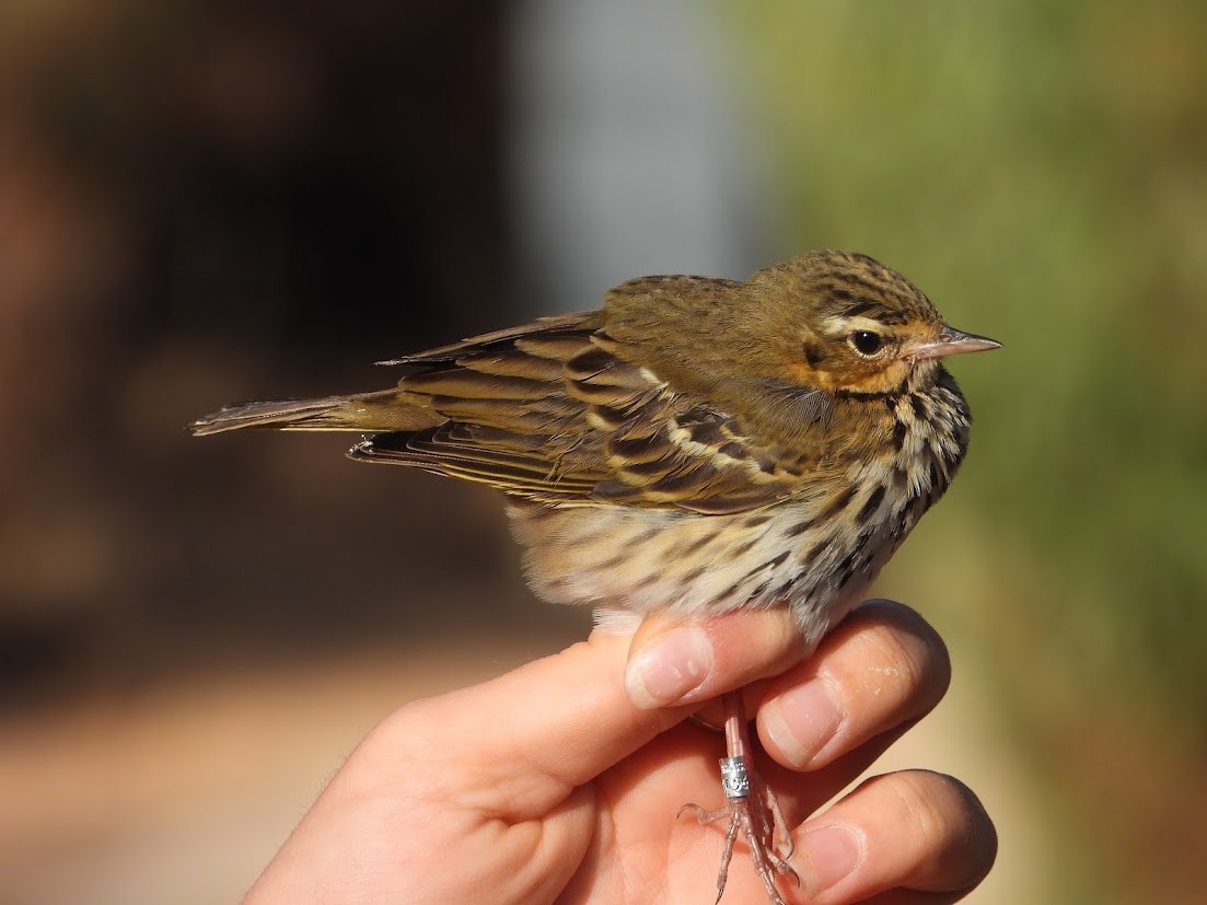 Olive-backed Pipit - ML645547664
