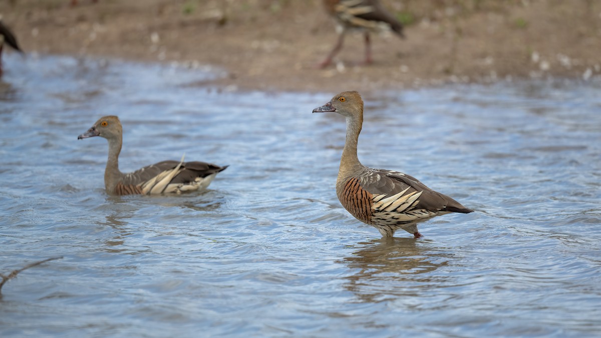 Plumed Whistling-Duck - ML645547669